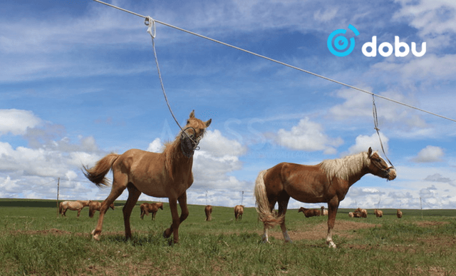 Хоёр настай хүүхэд моринд өшиглүүлж, хүнд гэмтжээ