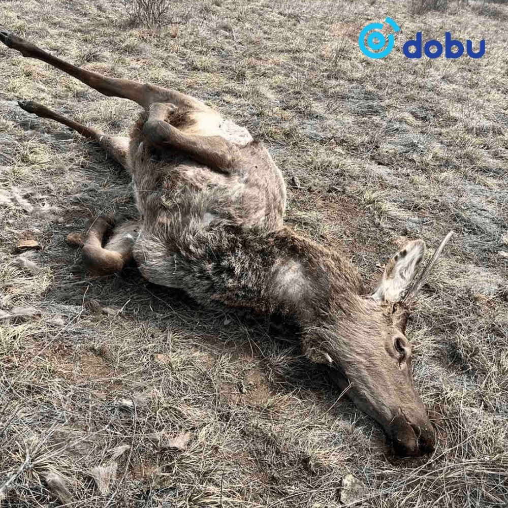 Халиун бугыг хууль бусаар агнасан хэрэг бүртгэгдлээ