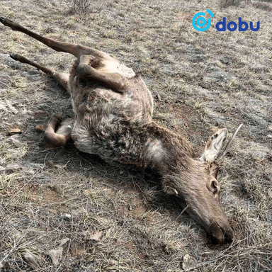 Халиун бугыг хууль бусаар агнасан хэрэг бүртгэгдлээ