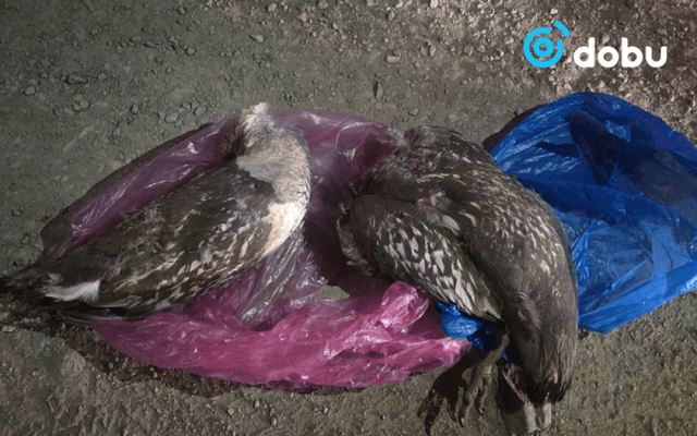 “Алтайн хойлог” шувууг хууль бусаар агнасан үйлдлийг илрүүлжээ