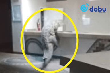 Зимбабвегийн нэгэн зочид буудалд матар зочилжээ