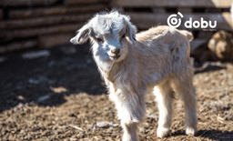 Улсын хэмжээнд 9 сая гаруй төл бойжиж байна