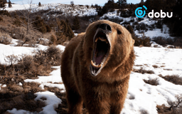 Ерөө суманд ичээнээсээ гарсан баавгай малчны хот руу дайржээ