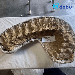 Хууль бусаар хил давуулсан үлэг гүрвэлийн олдворуудыг эх орондоо авчирна