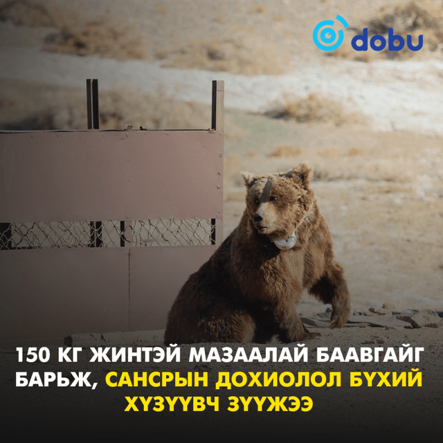 150 кг жинтэй мазаалай баавгайг барьж, сансрын дохиолол бүхий хүзүүвч зүүжээ