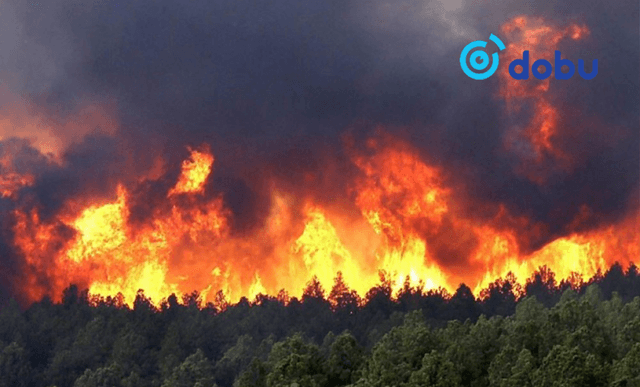 Завхан аймагт гарсан ой, хээрийн түймрүүдийг унтраахаар ажиллаж байна