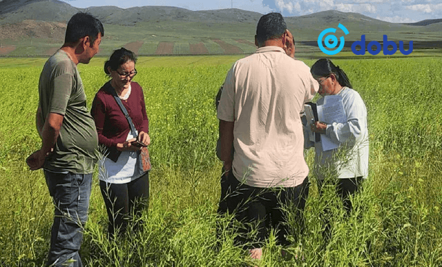 Хуурай гантай нөхцөлд рапсын талбайд эрвээхэйн тархалт өндөр байна