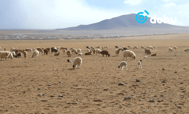 Нийт нутгийн 39 хувьд гантай болон гандуу байна