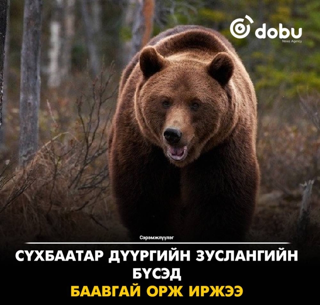 Сэрэмжлүүлэг: Сүхбаатар дүүргийн зуслангийн бүсэд баавгай орж иржээ