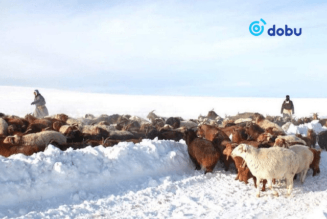 Нийт нутгийн 23 хувьд өвөлжилт хүндрэх эрсдэл байна