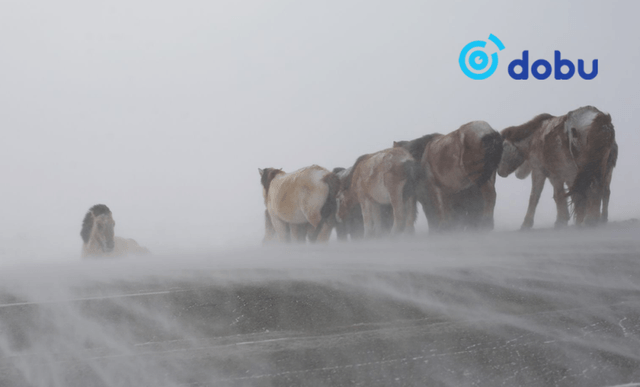 12-р сард хүйтний эрч чангарч, ихэнх нутгаар цасан шуурга шуурна