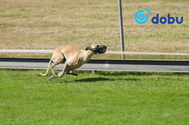 Нохойгоо ганцааранг нь орхисон нохойн эзэнд хорих ял оноожээ