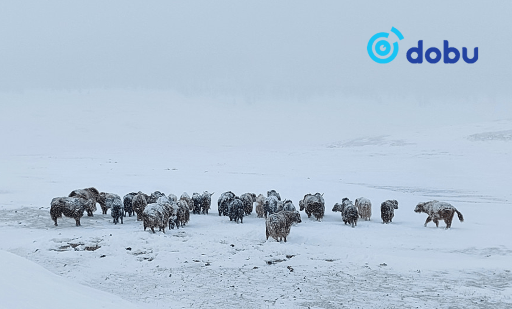 Малдаа яваад сураггүй болсон иргэдийг нэг хоногийн дараа эсэн мэнд олжээ