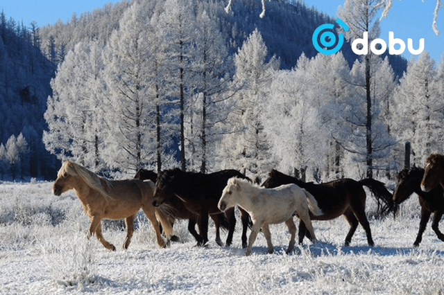 Нийт нутгийн 72 хувь цасан бүрхүүлтэй, цасны зузаан дунджаар 7.5 см байна