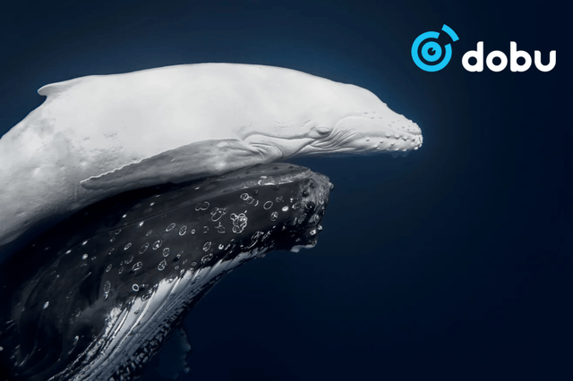 Ховор цагаан бөгтөр халимны зураг 2026 оны Дэлхийн байгалийн гэрэл зургийн шагналын тэргүүн байранд шалгарчээ