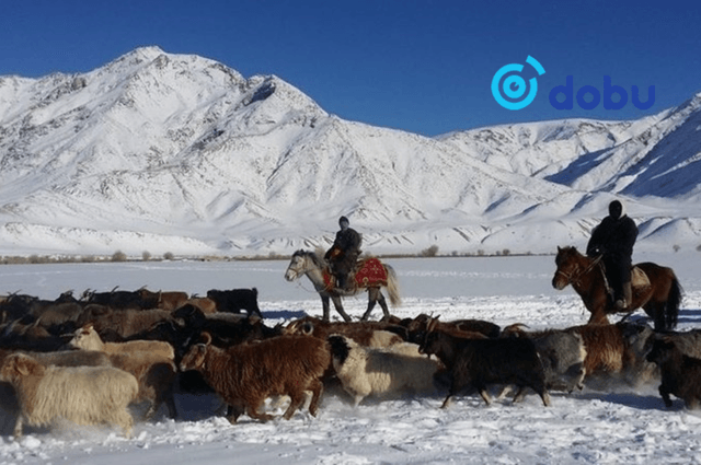 Малдаа яваад сураггүй болсон иргэдийг эсэн мэнд олжээ