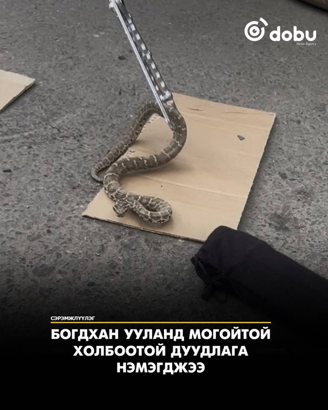 Богдхан ууланд могойтой холбоотой дуудлага нэмэгджээ
