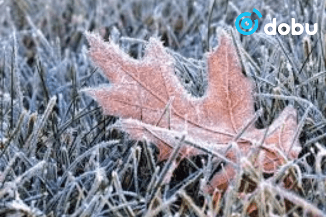 Өнөөдөр Баян-Өлгийн хойд, Увсын өмнөд, Ховд, Говь-Алтайн нутгаар хүйтэрнэ