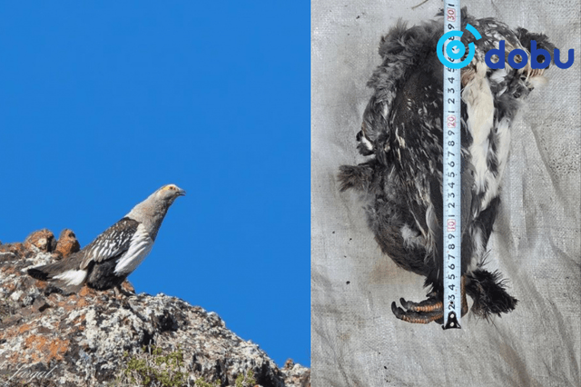 Ховор амьтны жагсаалтад багтах Алтайн хойлог шувууг тээвэрлэсэн үйлдлийг илрүүлжээ