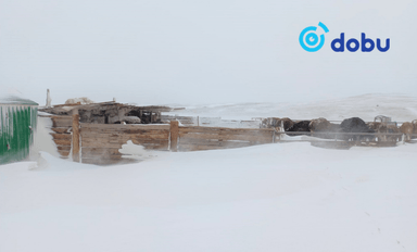 Өнөөдөр ихэнх нутгаар цасан шуургатай