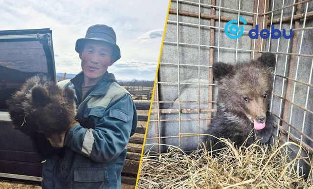 Малын бэлчээрт ирсэн баавгайн бамбаруушийг тэжээж эхэлжээ