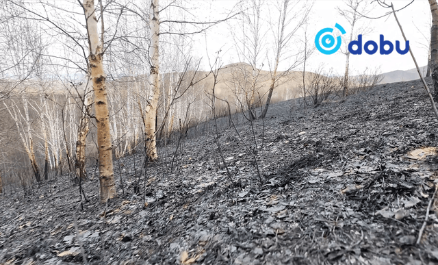 Сэлэнгэ аймгийн Зүүнбүрэн суманд гарсан ойн түймрийг бүрэн унтраалаа