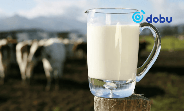 Монголд анх удаа “Milk Festival-2025” зургадугаар сарын 1-нд болно