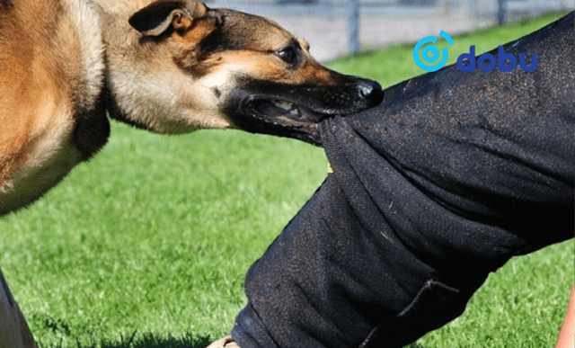 Бага насны хүүхэд нохойд хазуулж, гэмтжээ