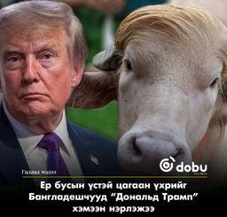 Бангладешт “Дональд Трамп” хочтой 700 кг жинтэй цагаан үхэр олны анхаарлыг татаж байна