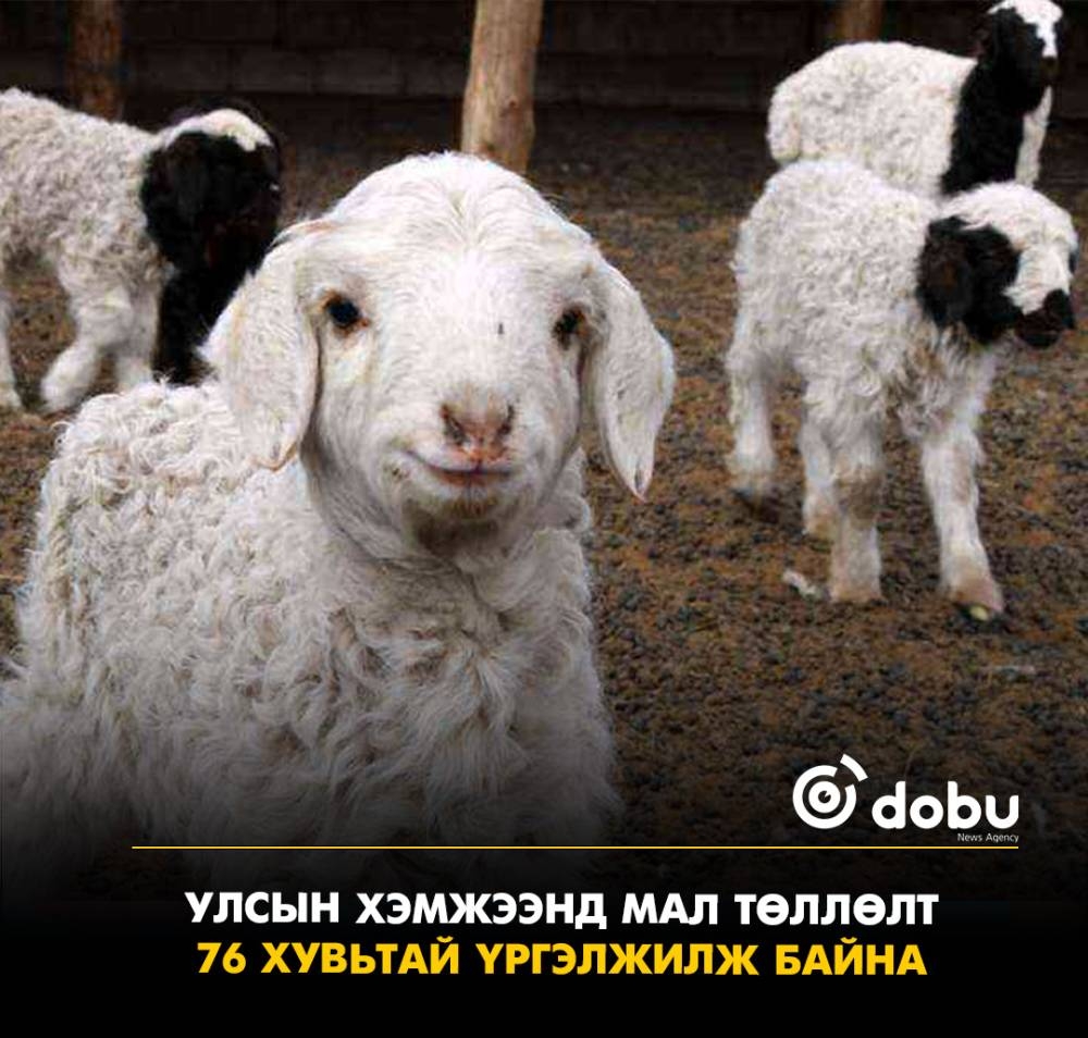Улсын хэмжээнд мал төллөлт 76 хувьтай үргэлжилж байна