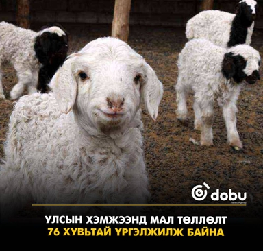 Улсын хэмжээнд мал төллөлт 76 хувьтай үргэлжилж байна