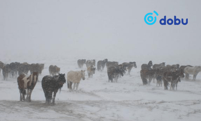 Булган, Сэлэнгэ, Дарханы нутгаар цасан шуургатай