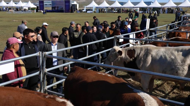 “Шилмэл мал-2025” үзэсгэлэн, дуудлага худалдаа боллоо