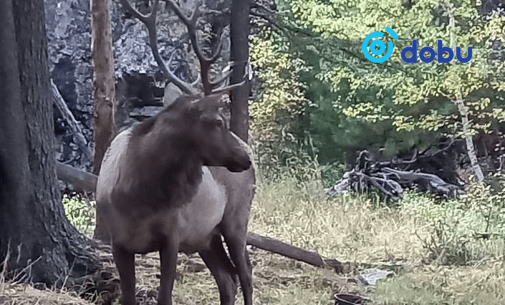Сэрэмжлүүлэг: Богдхан ууланд буга хүн рүү дайрах тохиолдол олон гарах болжээ