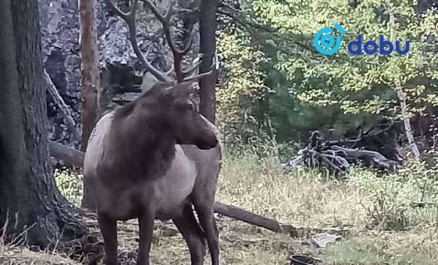 Сэрэмжлүүлэг: Богдхан ууланд буга хүн рүү дайрах тохиолдол олон гарах болжээ