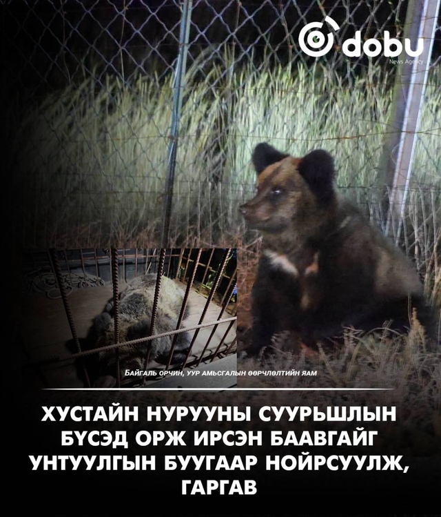 Хустайн нурууны суурьшлын бүсэд орж ирсэн баавгайг унтуулгын буугаар нойрсуулж, гаргав