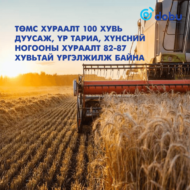 Төмс хураалт 100 хувь дуусаж, үр тариа, хүнсний ногооны хураалт 82-87 хувьтай үргэлжилж байна