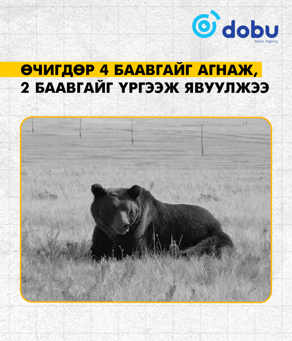 Өчигдөр 4 баавгайг агнаж, 2 баавгайг үргээж явуулжээ