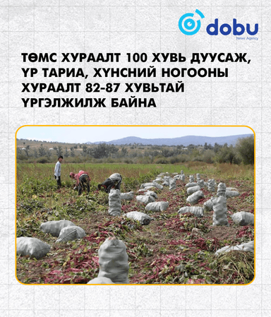 Төмс хураалт 100 хувь дуусаж, үр тариа, хүнсний ногооны хураалт 82-87 хувьтай байна