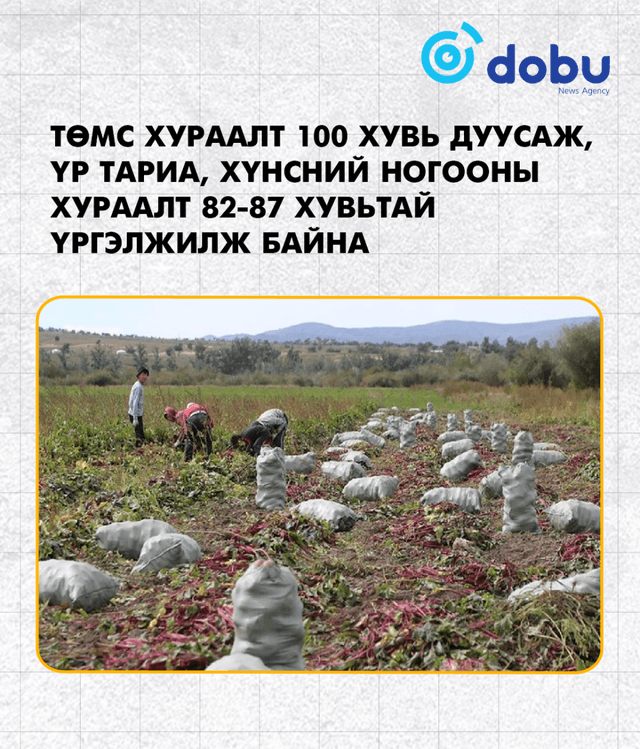 Төмс хураалт 100 хувь дуусаж, үр тариа, хүнсний ногооны хураалт 82-87 хувьтай байна