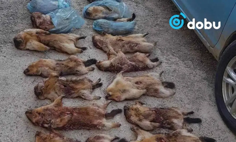 Хөвсгөл аймгийн Мөрөн, Цагаан-Уул суманд хорио цээрийн дэглэм тогтоолоо