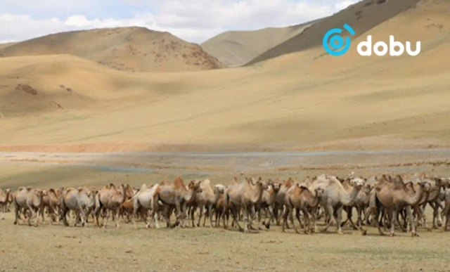 Нийт нутгийн 46 хувь нь гантай болон гандуу байна