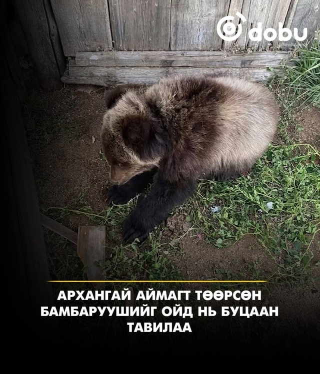Архангай аймагт эхээсээ төөрсөн бамбаруушийг ойд нь буцаан тавилаа