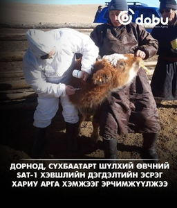 Дорнод, Сүхбаатарт шүлхий өвчний SAT-1 хэвшлийн дэгдэлтийн эсрэг хариу арга хэмжээг эрчимжүүлжээ