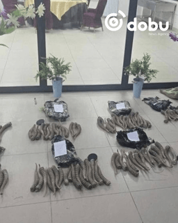 677 кг бөхөнгийн эврийг хилээр хууль бусаар гаргахыг завджээ