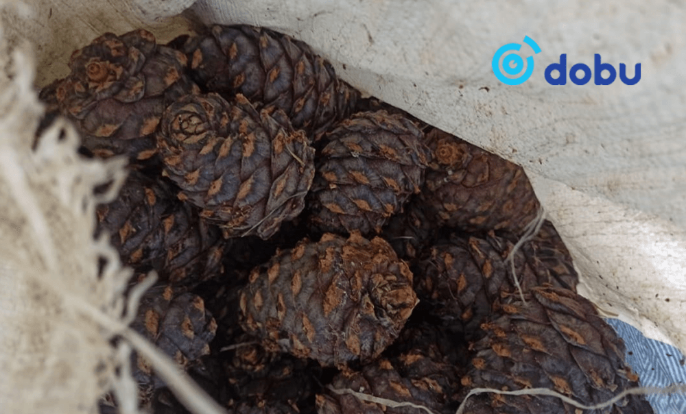 Хуш модны 1202 кг самрыг хууль бусаар тээвэрлэж байгаад баригджээ