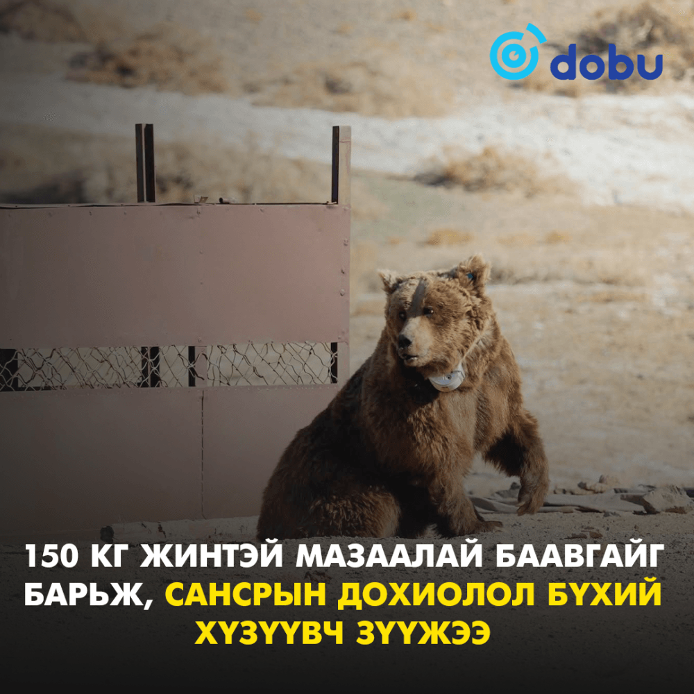 150 кг жинтэй мазаалай баавгайг барьж, сансрын дохиолол бүхий хүзүүвч зүүжээ