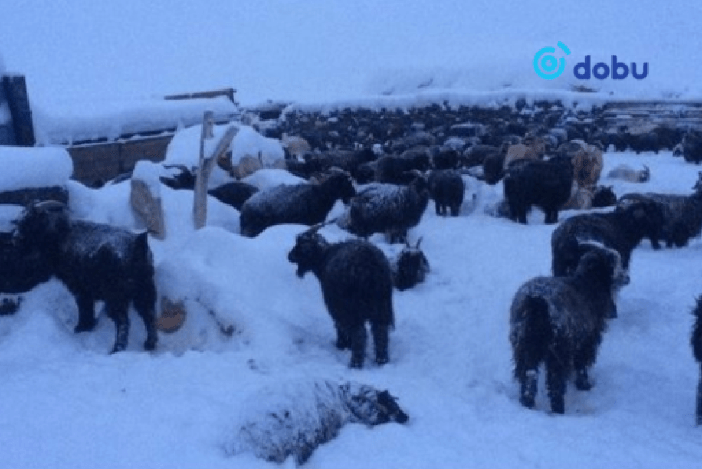 Нийт нутгийн 17 хувь зудын их эрсдэлтэй гарчээ