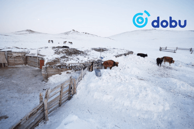 11 аймгийн 56 сум цагаан зудын нөхцөл байдалтай байна