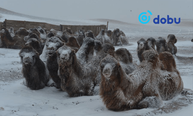 Ихэнх нутгаар хүйтний эрч эрс чангарна